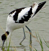 Pied Avocet