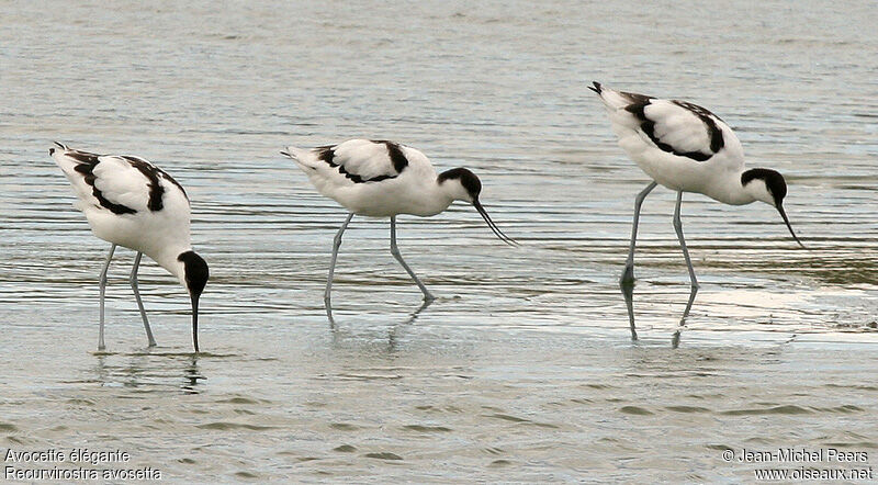 Avocette éléganteadulte