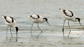 Avocette élégante