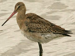 Black-tailed Godwit