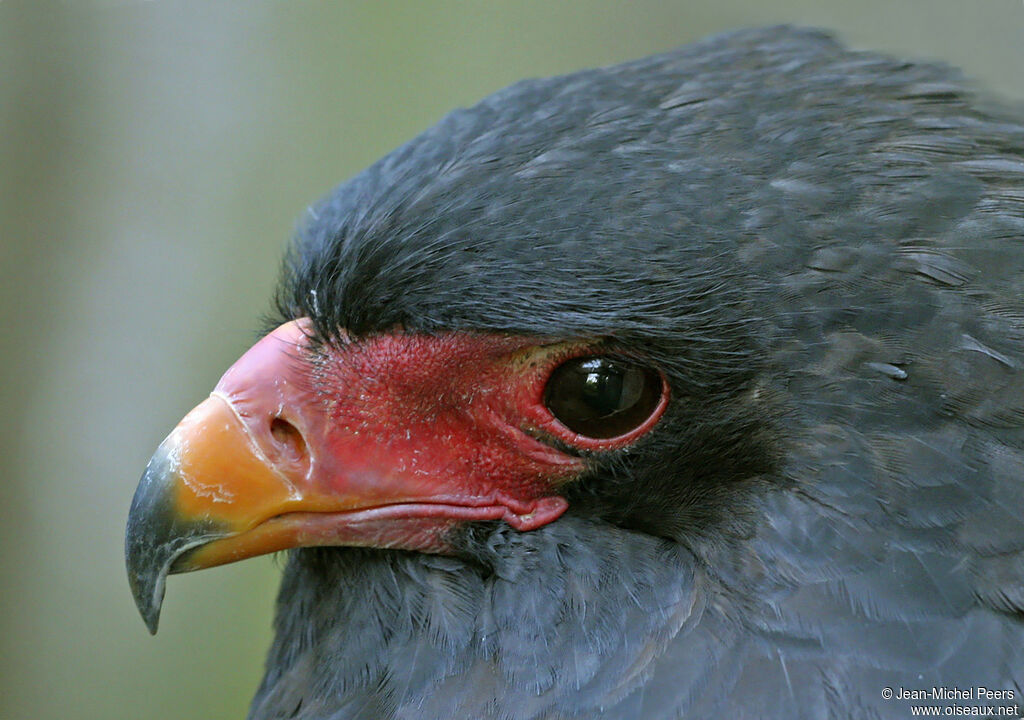 Bateleur des savanesadulte