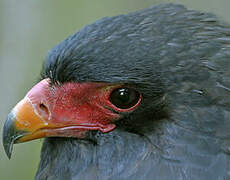 Bateleur des savanes