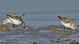 Bécasseau sanderling