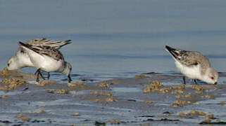 Sanderling