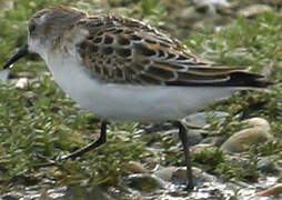 Dunlin