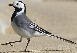 White Wagtail