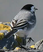 White Wagtail