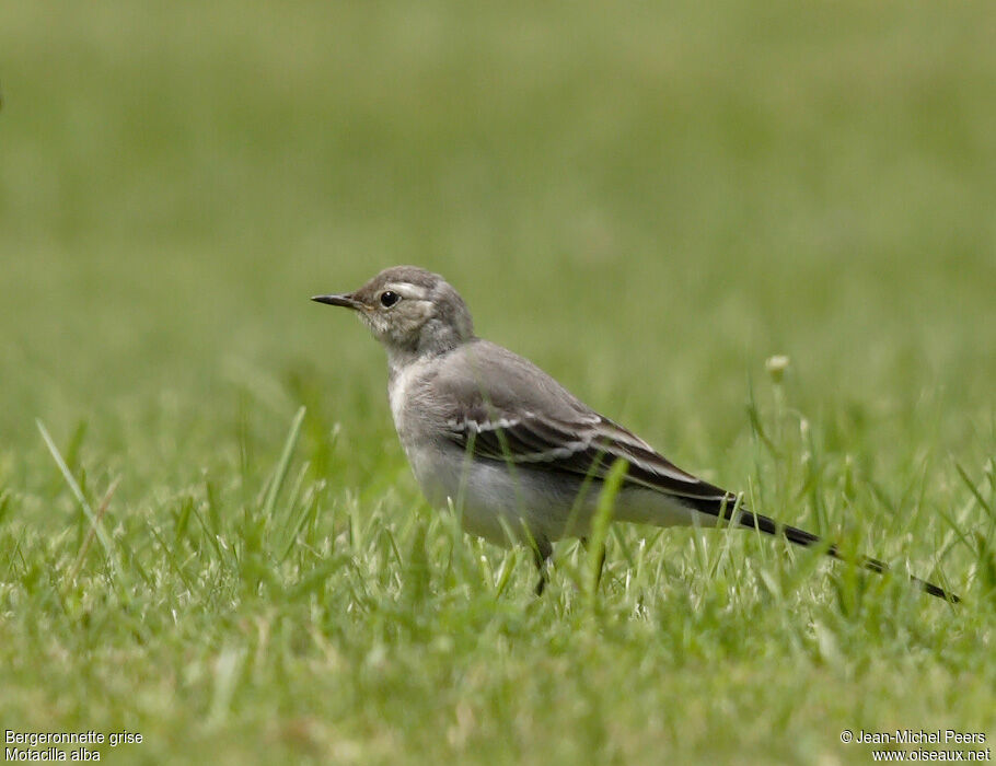 White Wagtailjuvenile