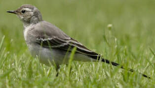 White Wagtail