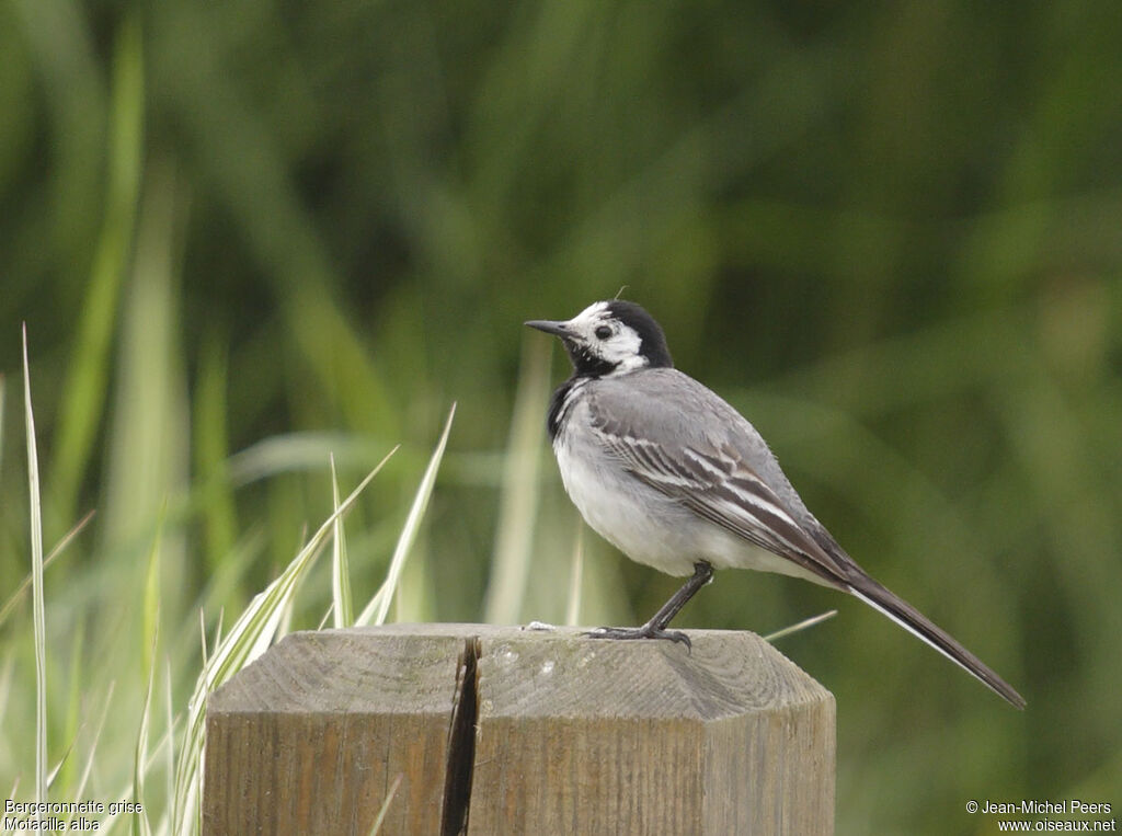 White Wagtailadult