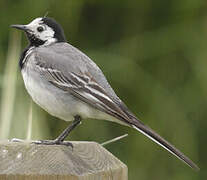 White Wagtail