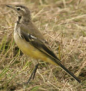 Western Yellow Wagtail