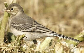 Western Yellow Wagtail