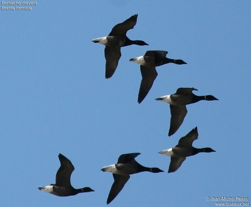 Brant Gooseadult