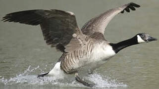 Canada Goose