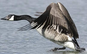 Canada Goose