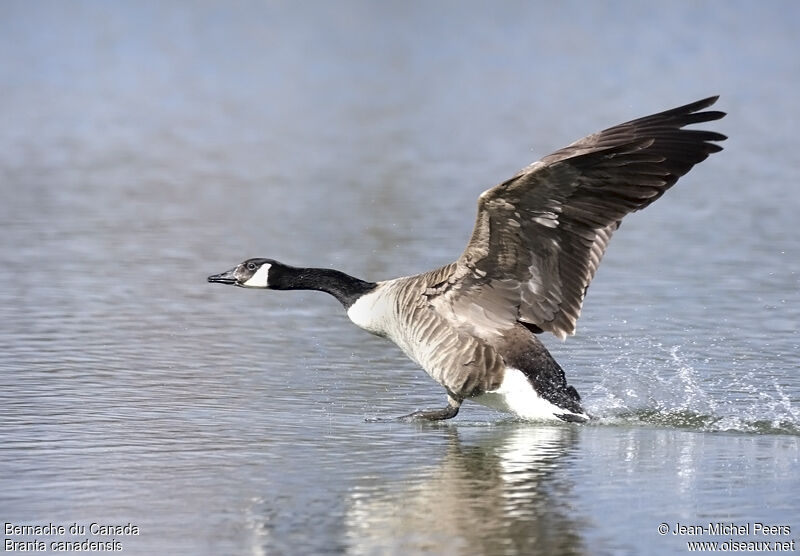 Canada Gooseadult