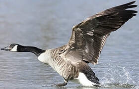 Canada Goose