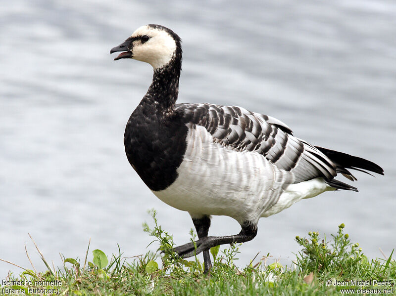 Barnacle Goose