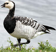 Barnacle Goose