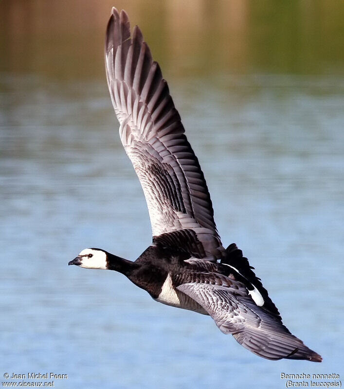 Barnacle Goose