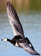 Barnacle Goose