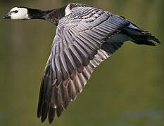 Barnacle Goose