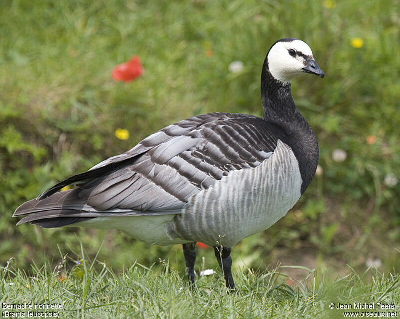 Barnacle Goose