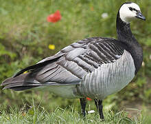 Barnacle Goose