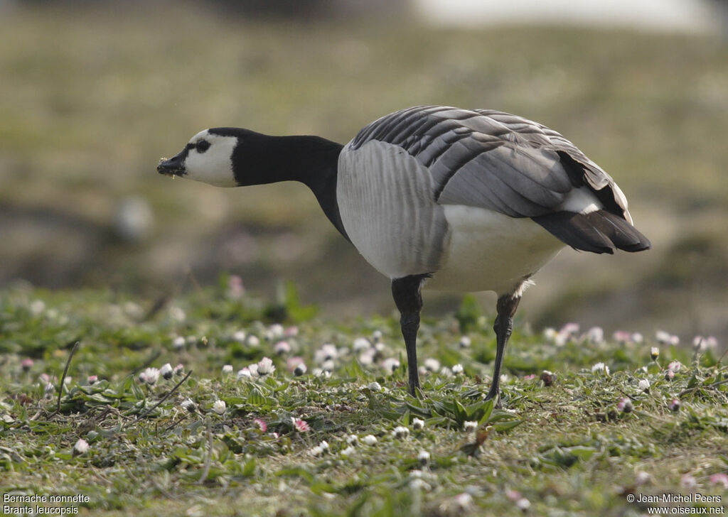 Barnacle Gooseadult