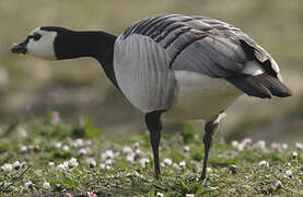 Barnacle Goose