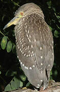 Black-crowned Night Heron