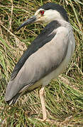 Black-crowned Night Heron