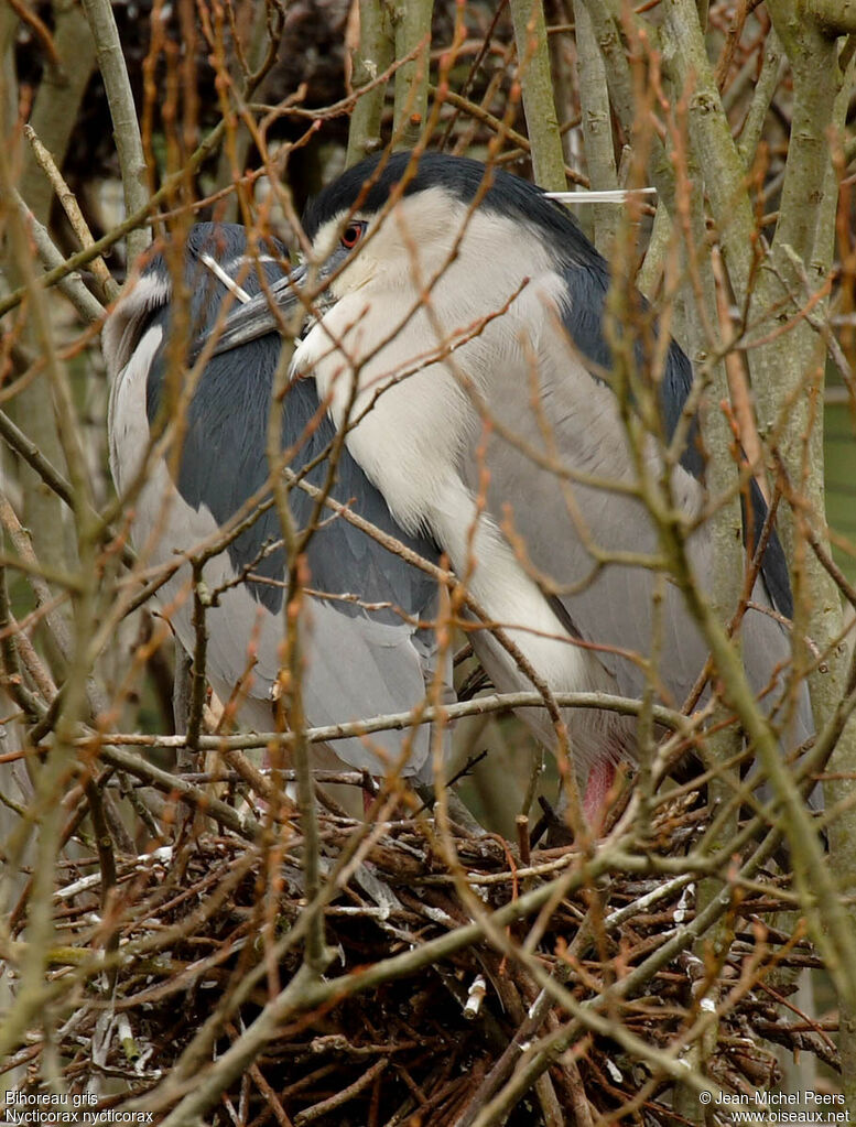 Black-crowned Night Heron 