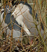 Black-crowned Night Heron