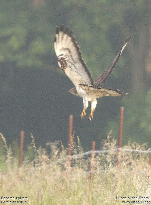 European Honey Buzzard male adult