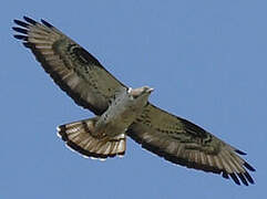 European Honey Buzzard