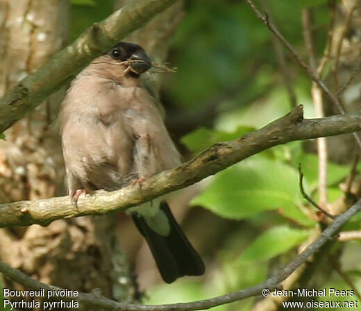 Eurasian Bullfinch female adult