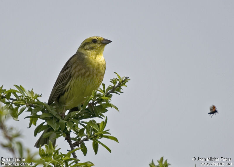 Bruant jaune mâle adulte