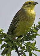 Yellowhammer