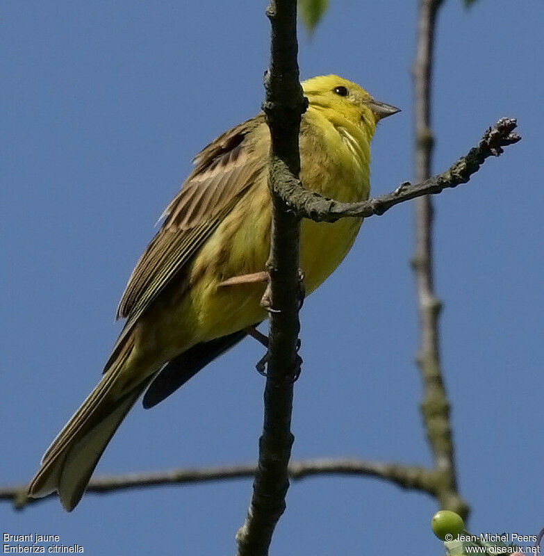 Bruant jaune