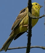 Bruant jaune