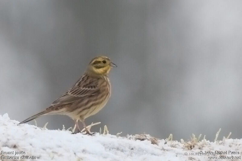 Bruant jaune femelle