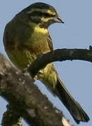 Cirl Bunting