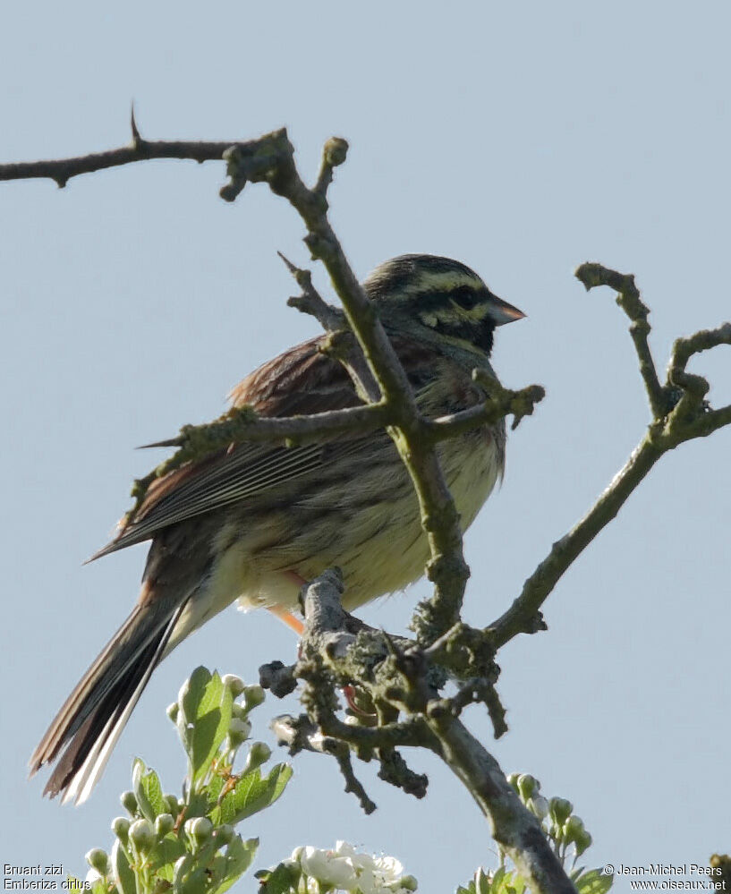 Cirl Bunting male adult