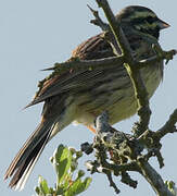 Cirl Bunting