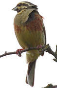 Cirl Bunting