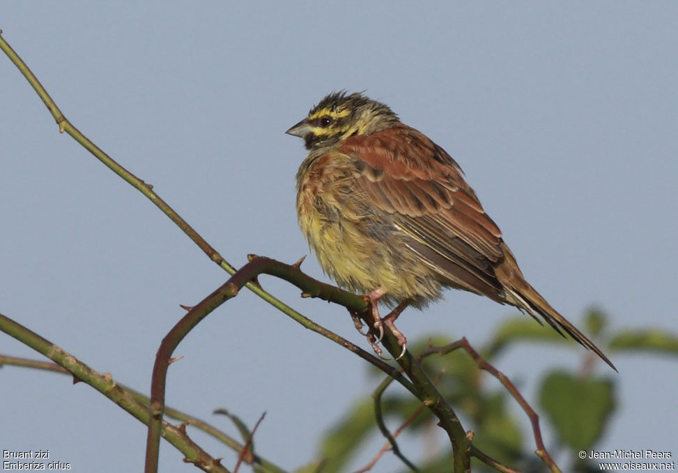 Cirl Bunting male