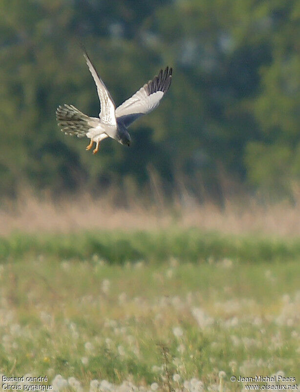 Montagu's Harrier male adult