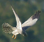 Montagu's Harrier